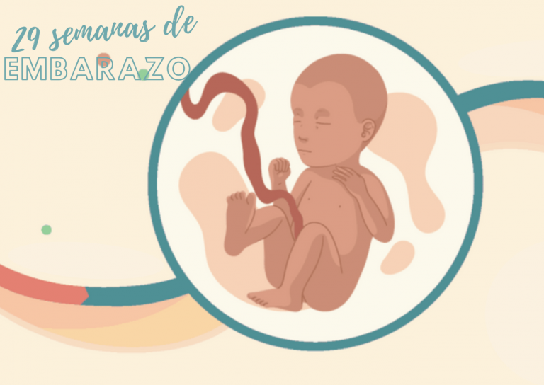 29 Semanas De Gestação Qual O Peso Do Bebe